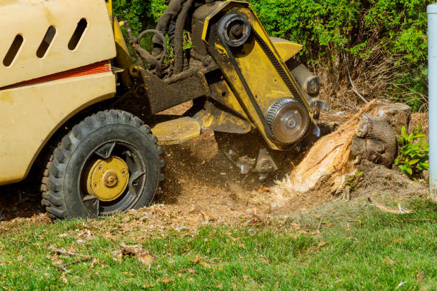 The Steps Involved in Our Tree Care Process in Willow Street, PA